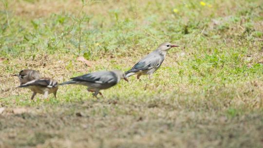 几只椋鸟在草地上觅食实拍