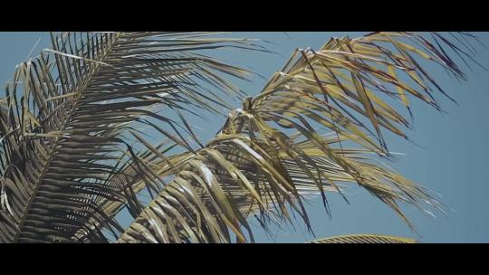 【海】生活文艺拍摄夕阳前椰树叶子纯蓝视频素材模板下载
