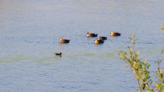 水塘里几只斑嘴鸭野鸭子实拍