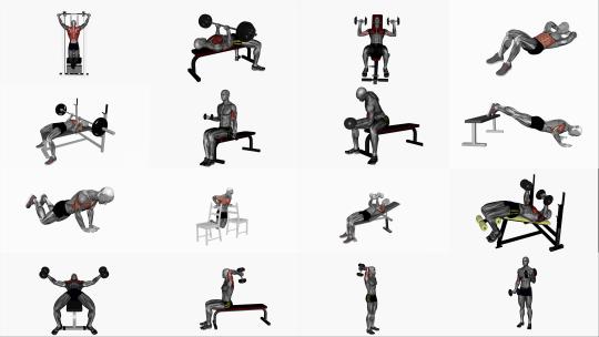 人体肌肉健身运动演示动画健身器材锻炼3D