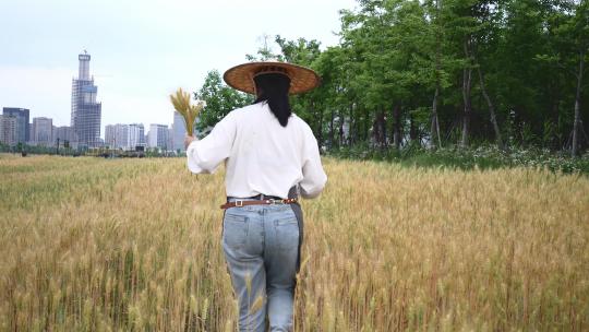 农民在小麦田采集麦秸秆