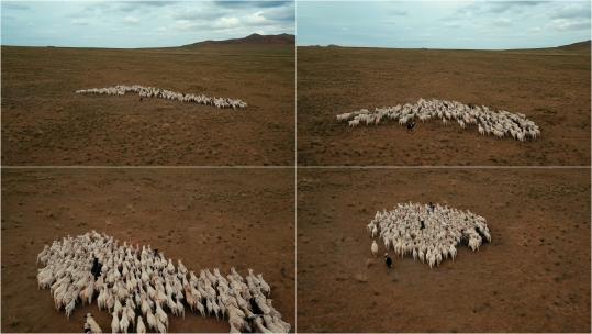 新疆内蒙秋天大草原自然风光羊群放牧高清在线视频素材下载