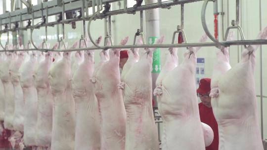 加工流水线生产线养殖猪肉生鲜视频素材模板下载