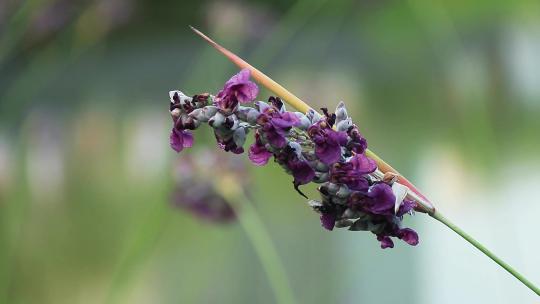 再力花 水竹芋 水莲蕉 塔利亚 紫色花朵