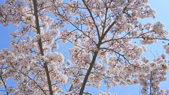 春天蓝色天空背景和盛开的樱花树