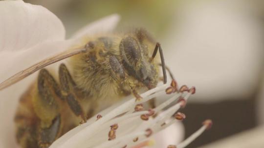 蜜蜂采蜜身体部位特写