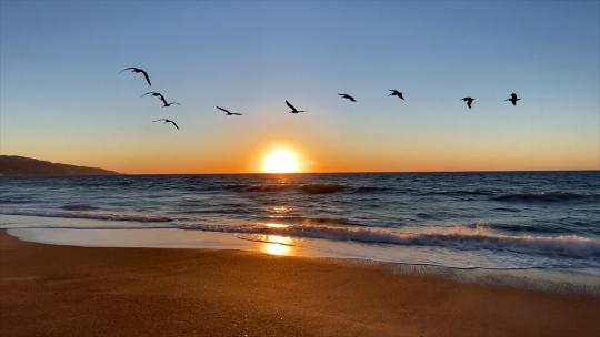 海上日落海边落日海浪沙滩夕阳海鸟飞过海鸥