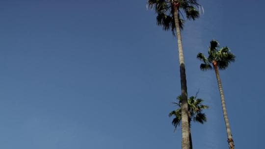 2282_蓝天下的两棵棕榈树
