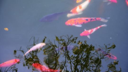 寺庙池塘游动的金鱼群锦鲤景观