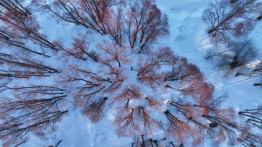 航拍早春雪原红柳林