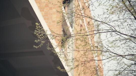 发芽树枝嫩芽虚化特写树叶季节春天阳光视频素材模板下载