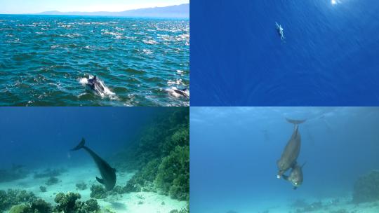 【合集】海豚 海洋天使 海洋生物 海豚跳跃视频素材模板下载