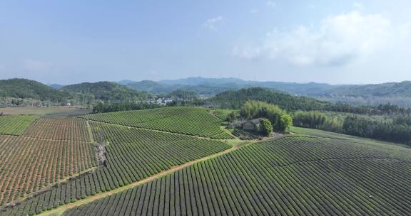 春季茶山茶园茶场航拍视频