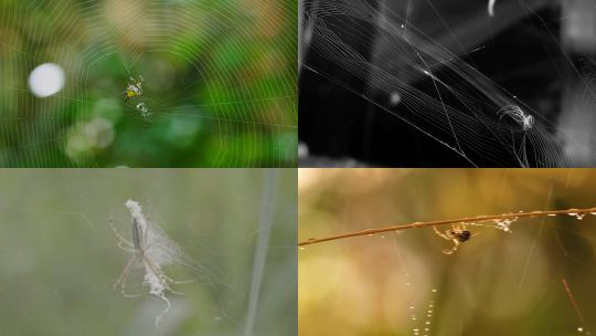 [合集]蜘蛛织网下雨天蜘蛛网视频素材模板下载