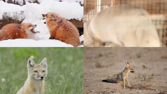 [合集]狐狸沙漠狐雪地视频素材模板下载