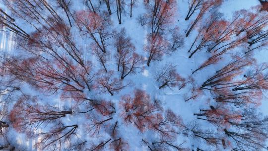 航拍早春雪原红柳林