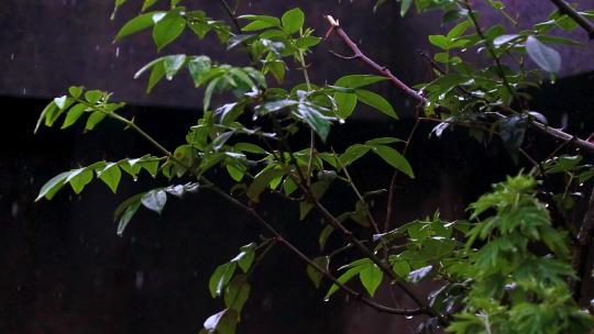 4K50帧高速拍摄雨中的植物树叶视频素材模板下载