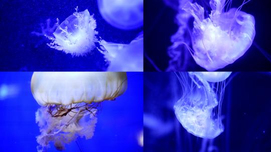 海洋馆海洋生物水母实拍高清在线视频素材下载