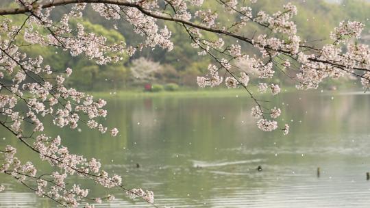 春天湖面上樱花瓣飘落
