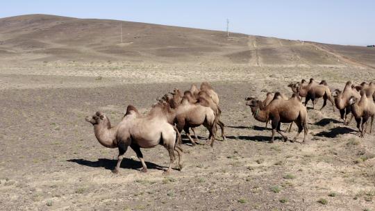 戈壁滩骆驼群在散步