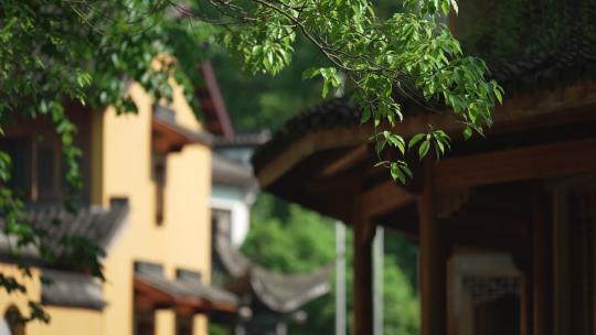 杭州中天竺寺庙古建筑前的树叶被风吹动