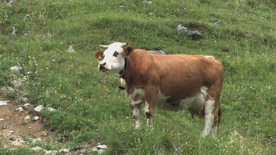 德国Sudelfeld附近的巴伐利亚阿尔卑斯山上有奶牛的山地牧场。