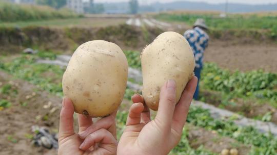 土豆种植视频素材模板下载