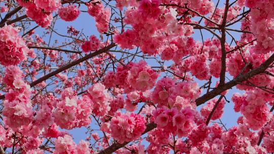 春天盛开的樱花合集