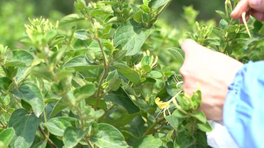 金银花 种植 加工 收获 农业 三农 农村振兴 药材 中药种植 金银花加工 金银花种植 (19)