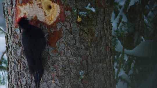 一只黑啄木鸟正在啄一个洞