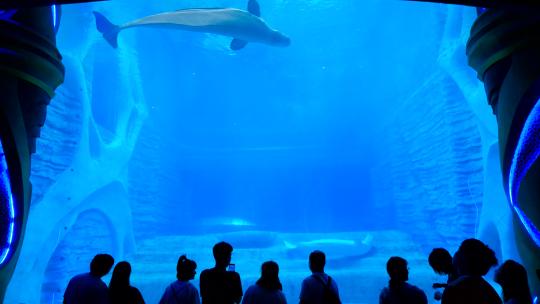 海洋馆海底世界鲸鱼白鲸视频素材模板下载