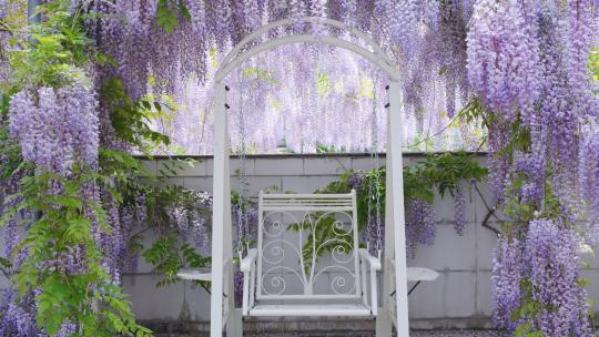 唯美紫藤花海藤蔓条房屋紫色随风飘摇椅晃动