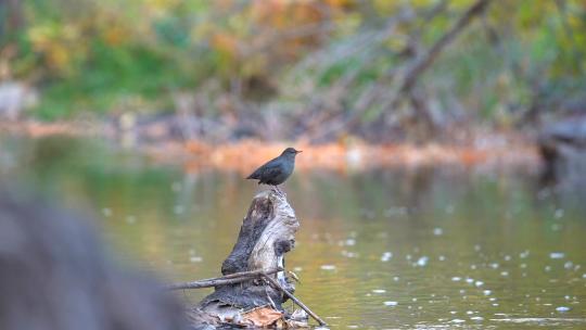 小鸟栖息在小溪的原木上