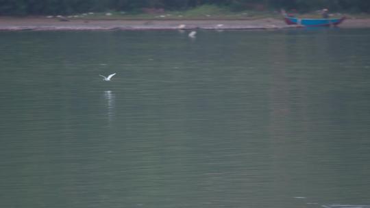 水鸟在水面上滑翔