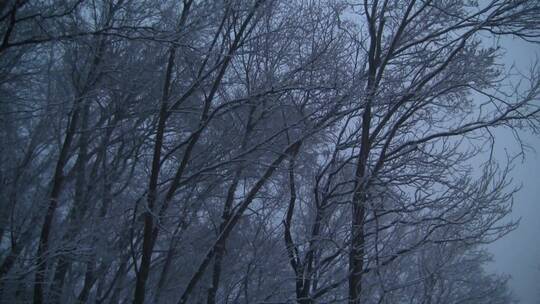 低角度镜头白雪覆盖的树在一个阴沉的冬天的