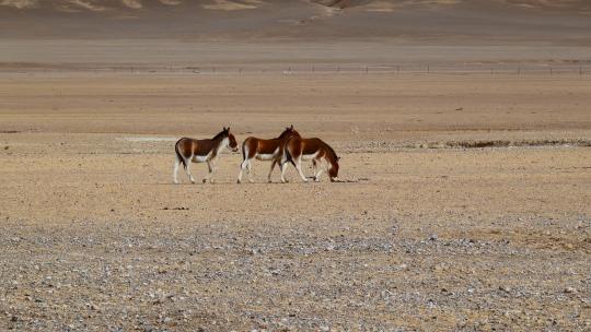 西藏旅游风光高原野驴视频素材模板下载
