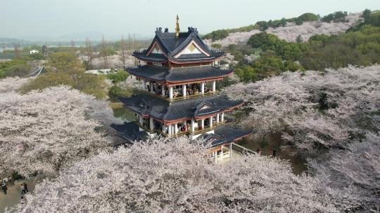 原创 江苏无锡太湖鼋头渚樱花谷航拍风光