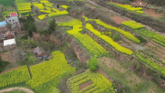 航拍新农村油菜花油菜地盛开油菜花田5