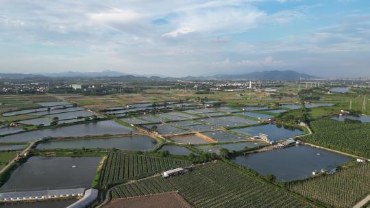 广东养殖业水产养殖养鱼池塘高空航拍4K视频素材模板下载