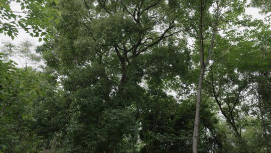 南方树林中高大的树木视频素材模板下载