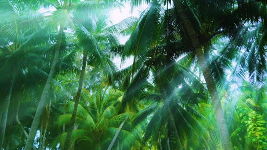 阳光树林椰树林 椰林 椰子树 丁达尔效应视频素材模板下载