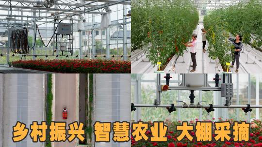 乡村振兴采摘现代农业大棚智慧农业