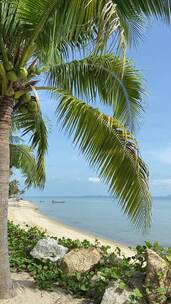 竖屏海边的绿色椰子树