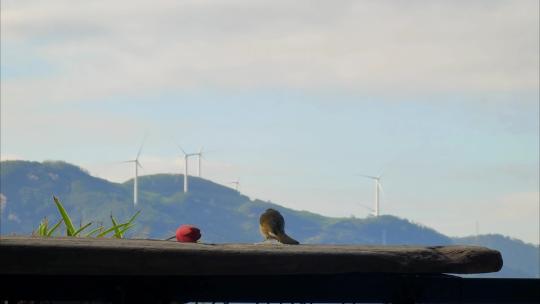 福建漳州居民住户阳台上吃米的鸟