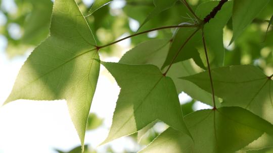 阳光透过树叶叶子