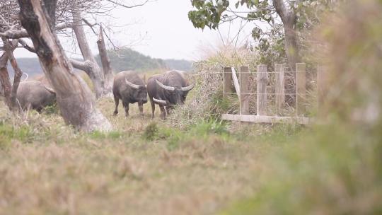 l1水牛群在草地上吃草1视频素材模板下载