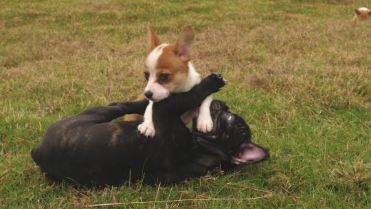 两只小狗在草地上玩耍打闹