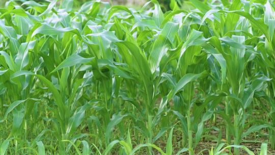 玉米种植慢镜头