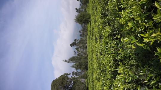高大的绿树和绿茶