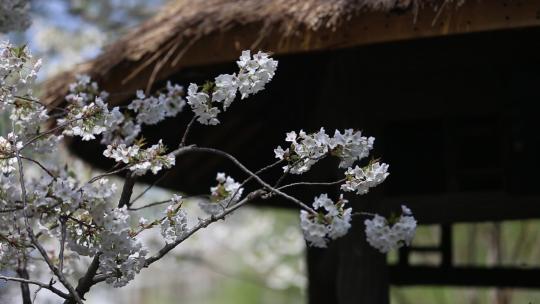 济南五龙潭，春季樱花植物盛开洁白如雪